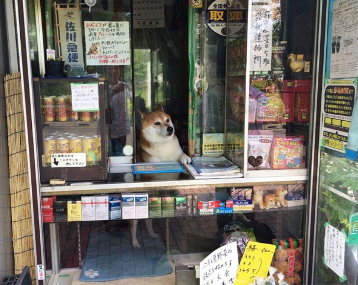 Perro shiba atendiendo un kiosko