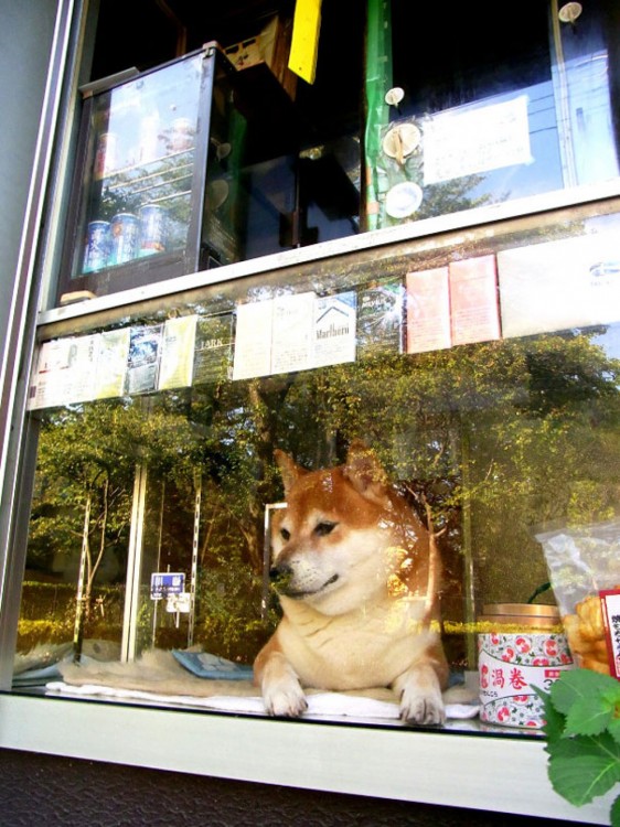 perro viendo por la ventana la gente que pasa