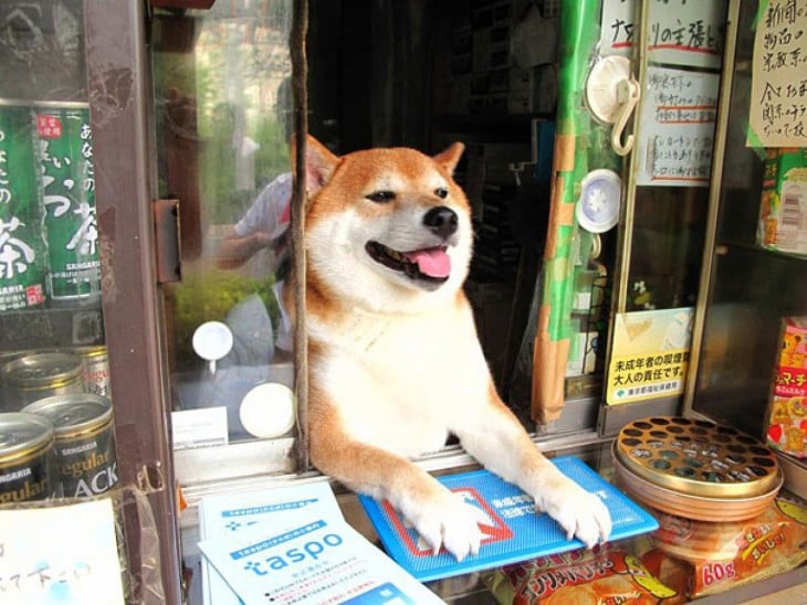 perro atendiendo un kiosko