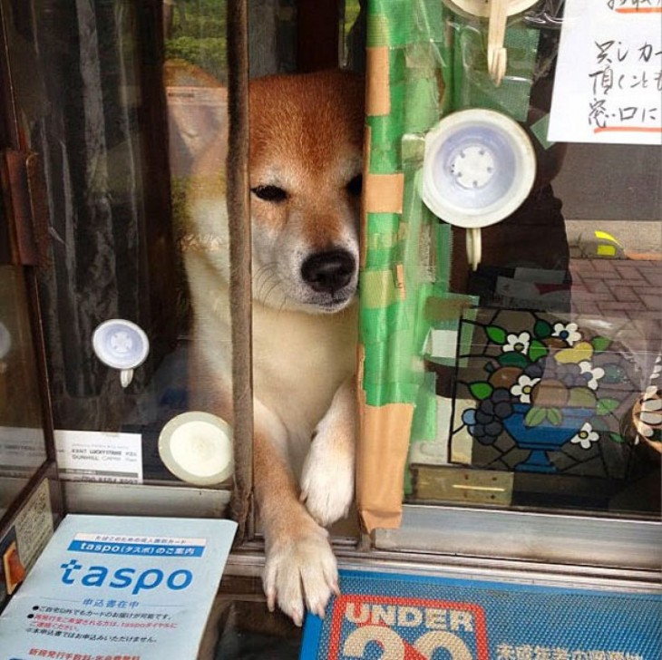 perro abriendo la ventana del kiosko