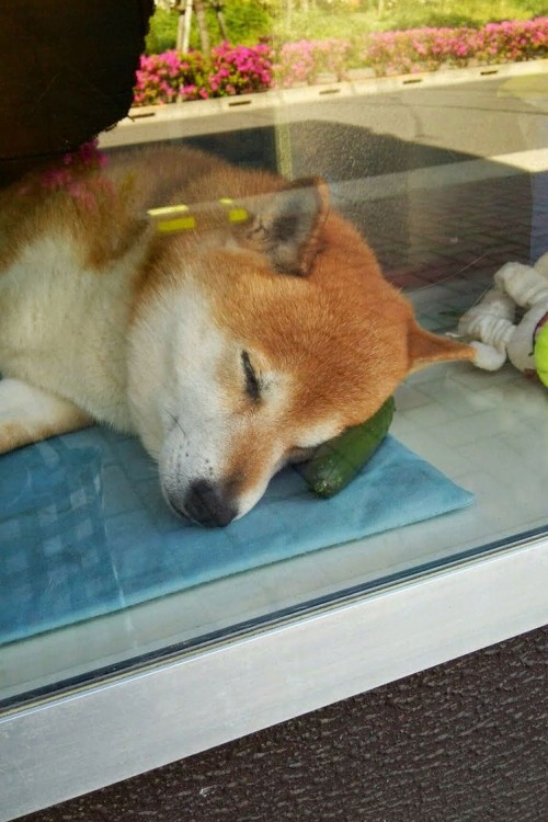 perro shiba japones durmiendo arriba de un pepino