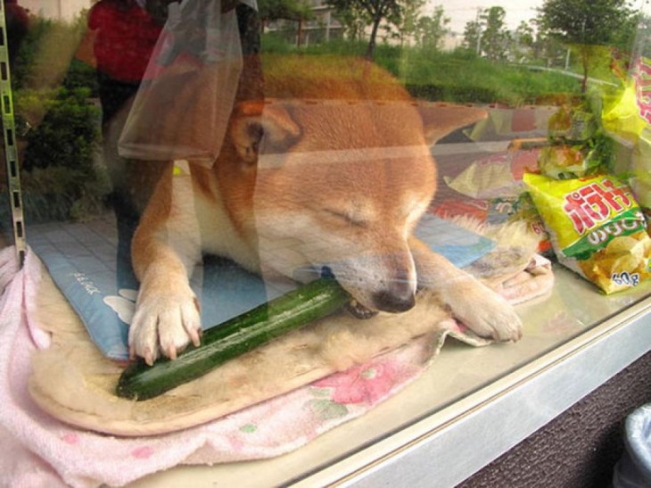 perro shiba comiendo un pepino