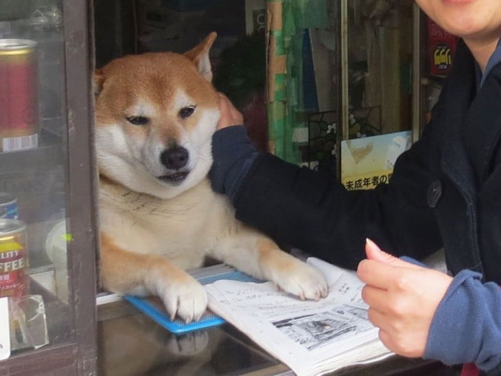 perro siendo tocado por persona