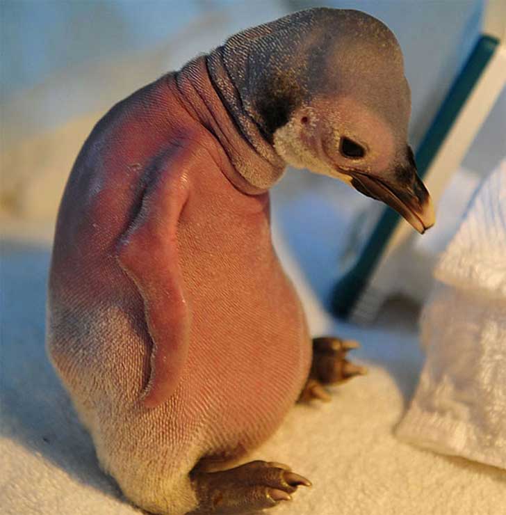 Pingüino sin pelo 