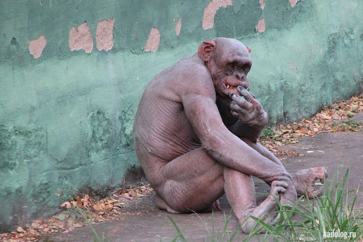 Chimpancé sin pelo
