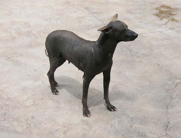 Perro peruano sin pelo 