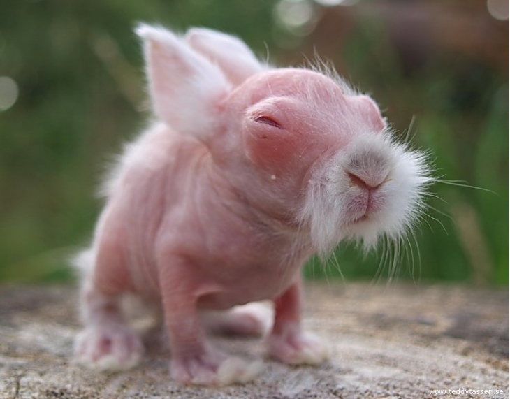 Pequeño conejo sin pelo 