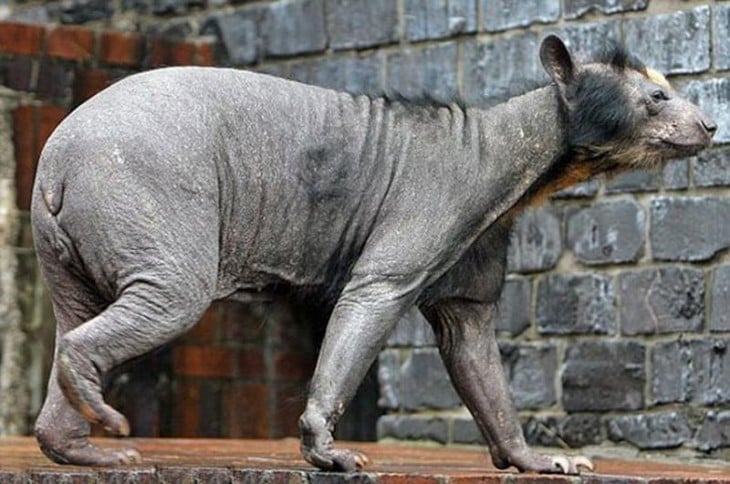 Oso sin pelo caminando 