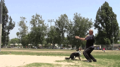 perro hace giro 360 por un freesbe