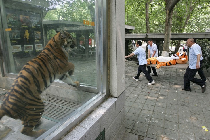 tigre encerrado viendo pasar tigre de peluche