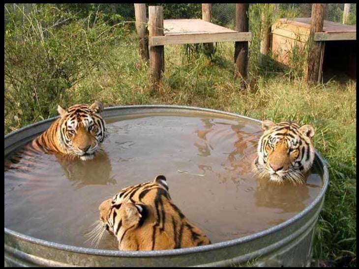 tres tigres en un jacuzzi 