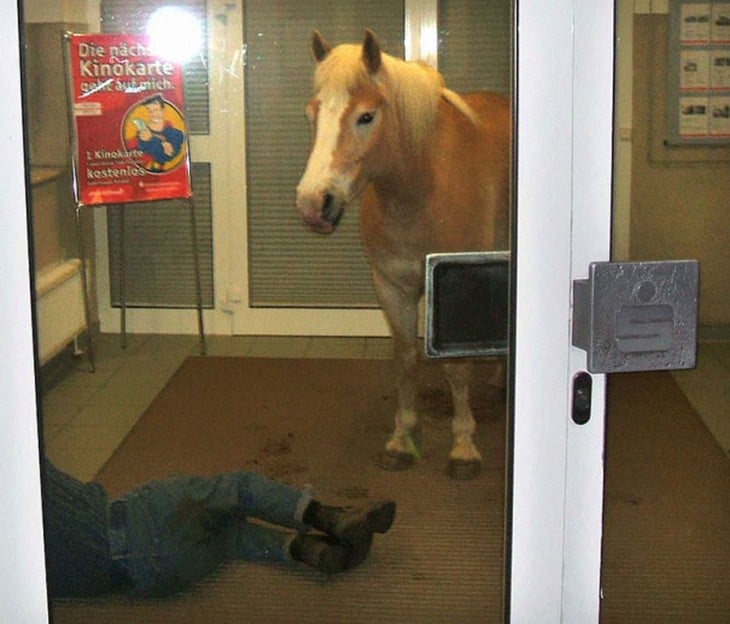 caballo en el vestibulo junto a piernas