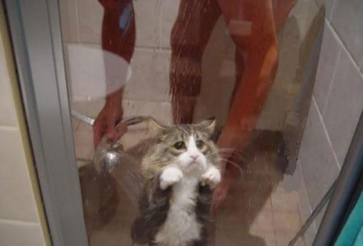 gatito en la ducha