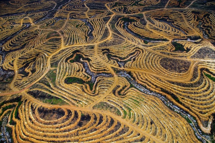  La jungla de Indonesia, transformada en una plantación de palmas