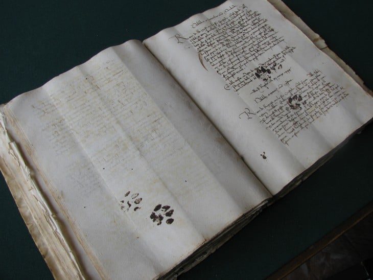 libro antiguo con pizadas de gato