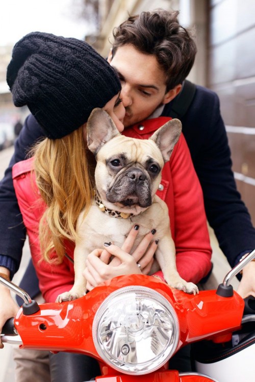 bulldog en una vespa con una pareja