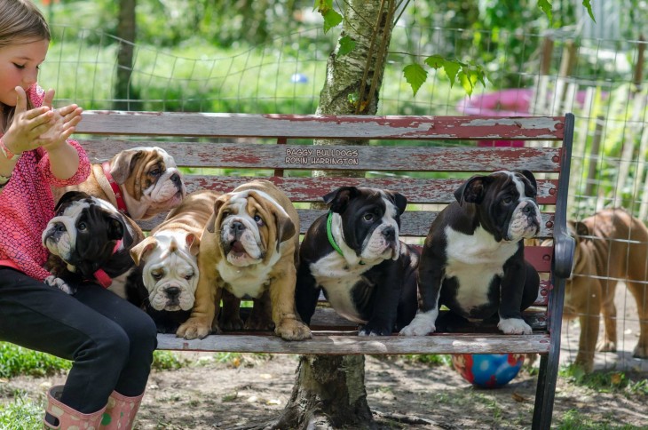 niña con bulldogs