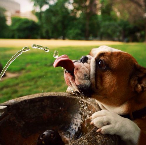 bulldog tomando agua
