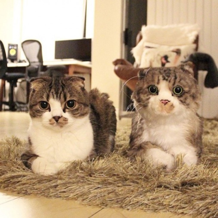 gato blanco y gris con su peluche identico