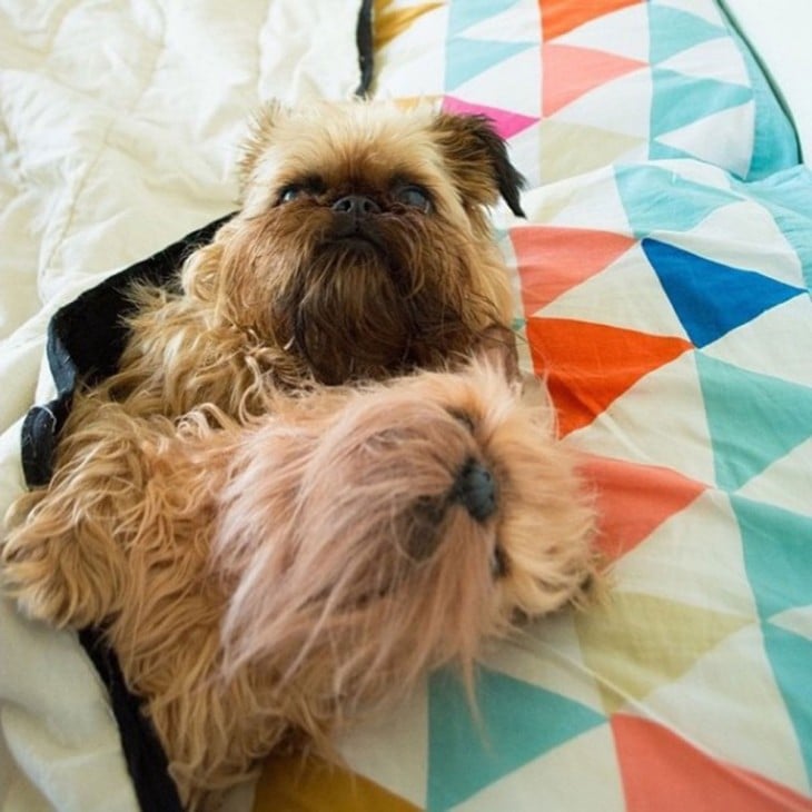 perro shit zu con su peluche identico