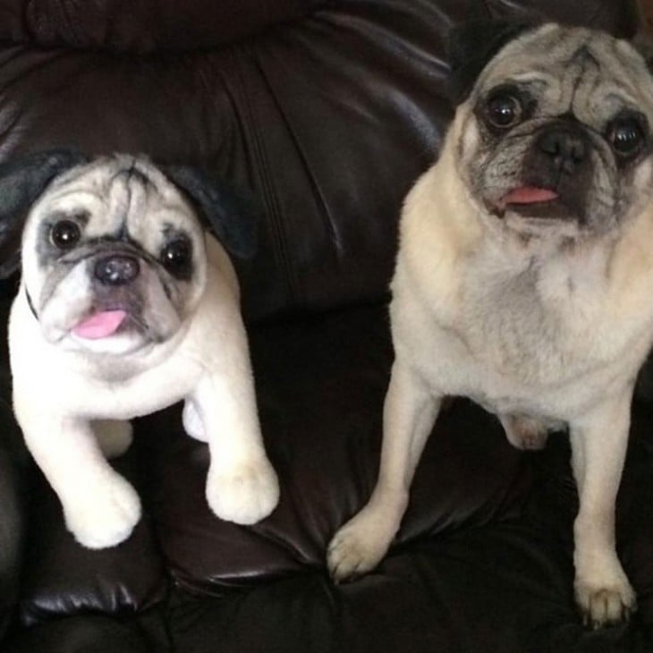 perro pug con su mini pug al lado