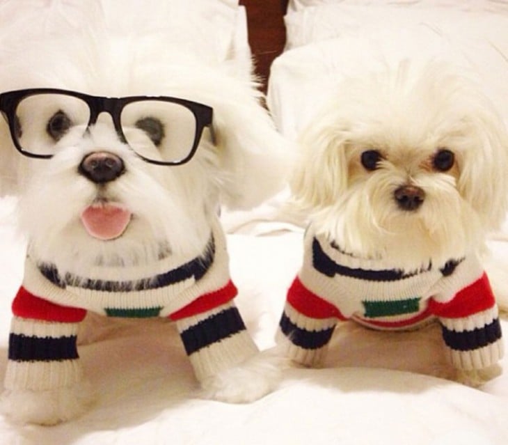 perro blanco con lentes junto a su peluche