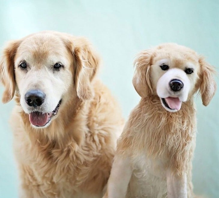 perro golden con peluche golden