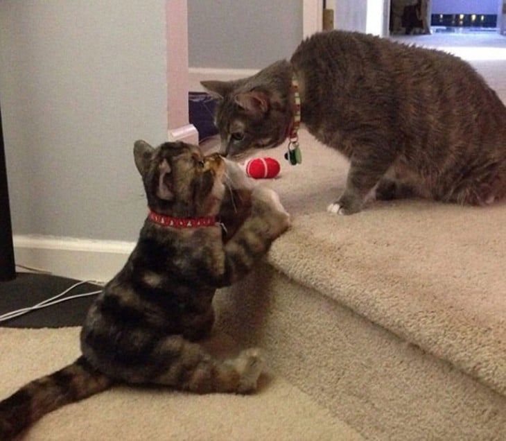 gato pardo con su peluche indetico