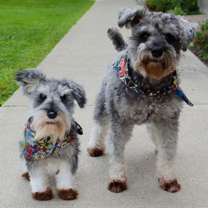 perro terrier con su peluche terrier