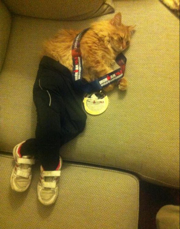 Gato con outfit deportivo 