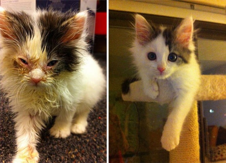 antes y despues de un gato rescatado