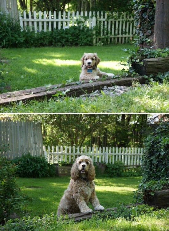 Cocker spaniel antes y depsues en el jardin