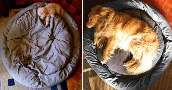 golde labrador durmiendo en la cama