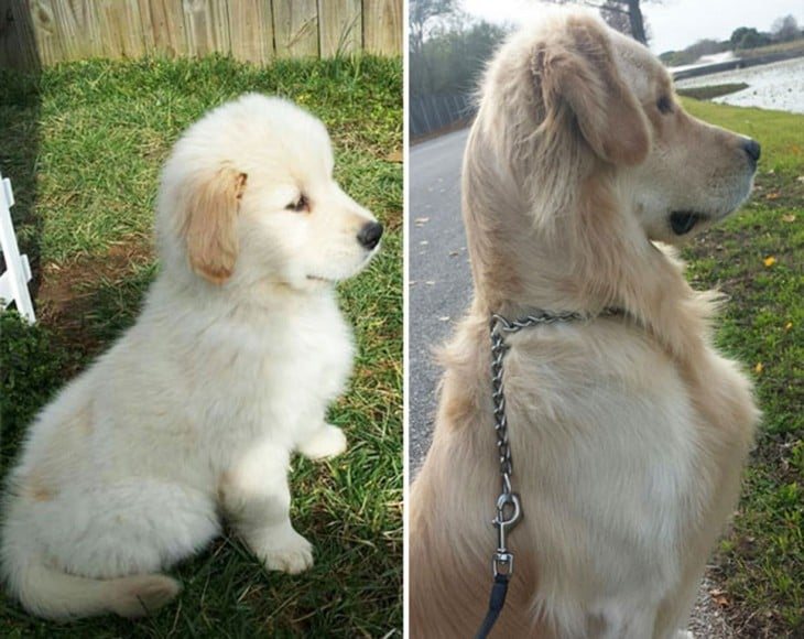 golden retriever antes y despues en el jaro