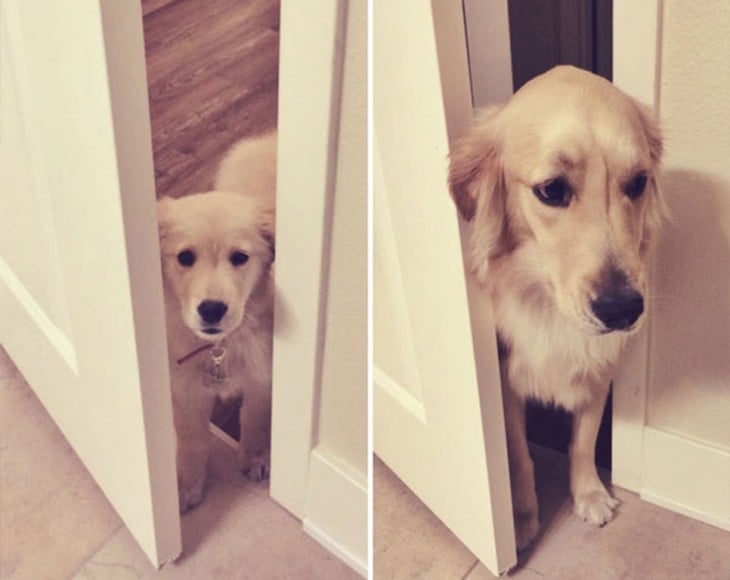 golden retriever abriendo la puerta