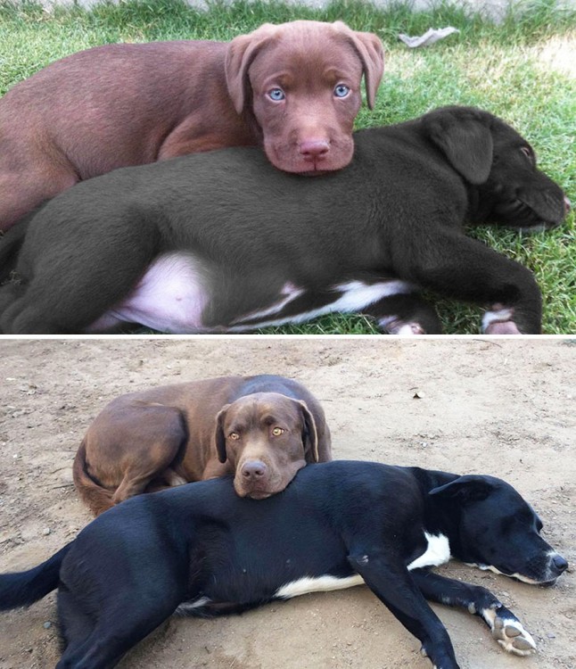 dos perros antes y depsues en el jardin