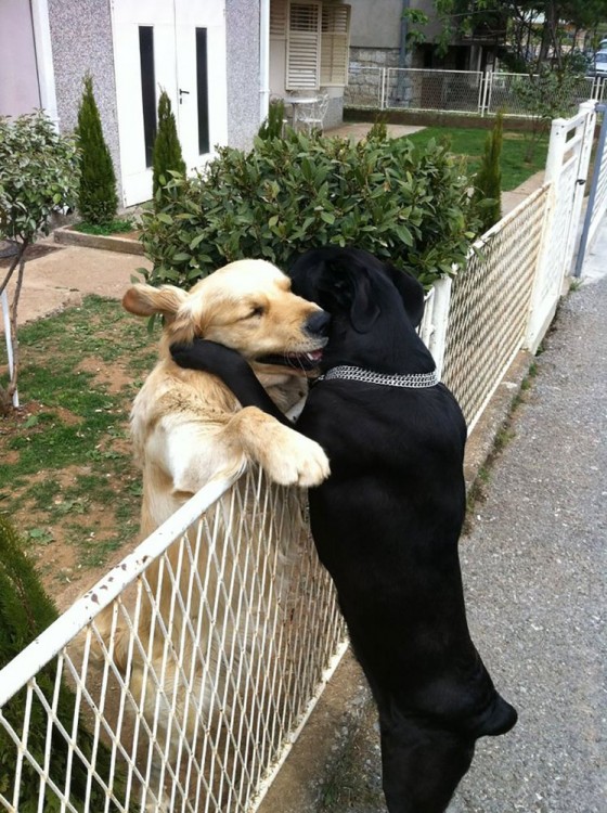 perros abrazandose en una reja