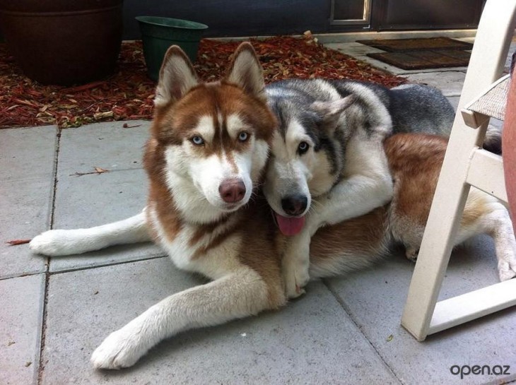huskies abrazados uno encima del otro descansando