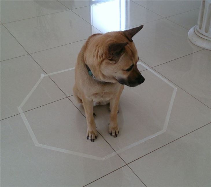 perro en el método del hexagono para gatos