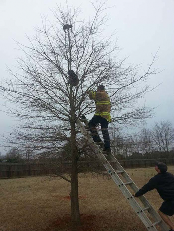 perro y gato se quedan atorados en un arbol los boneris