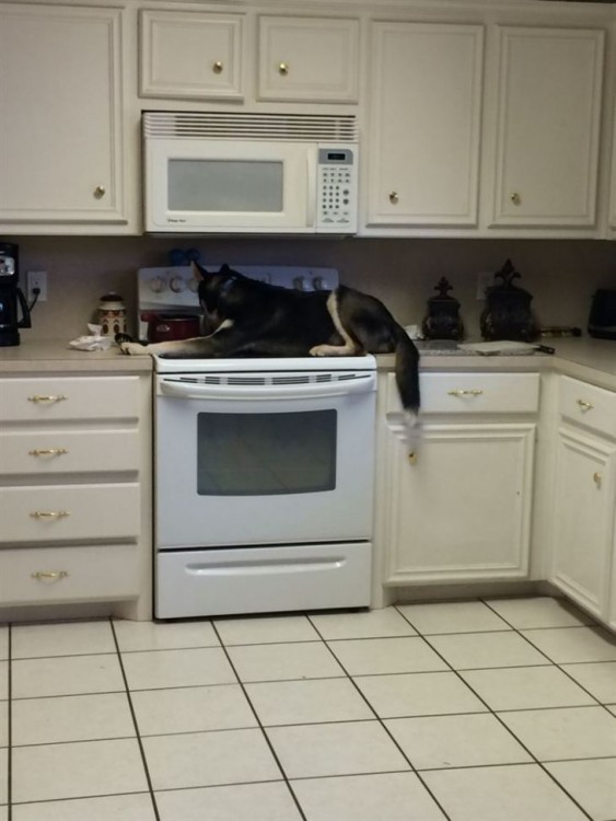 perro arriba de la estufa