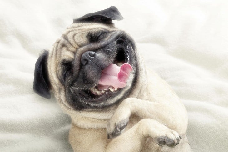 hermosa sonrisa de un pug