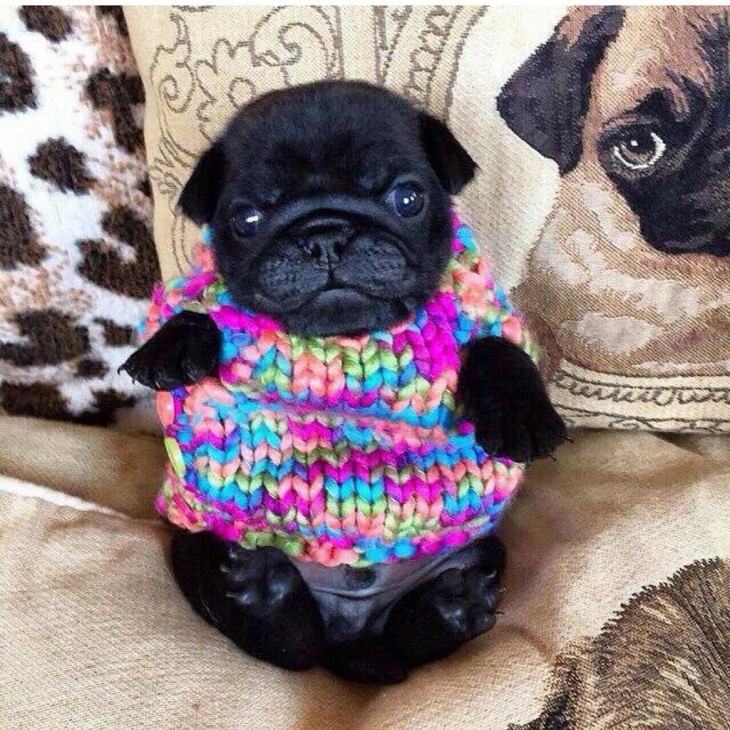 pug cachorro con un suéter de estambre