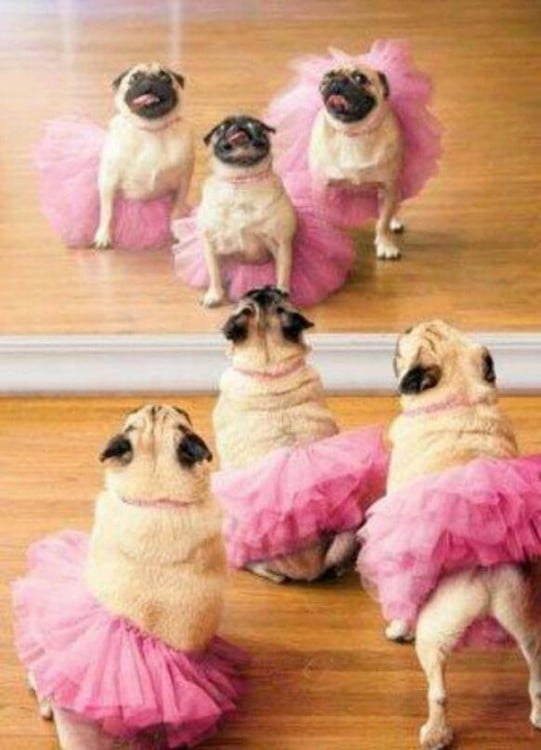 tres hembras pug con su tutu rosa