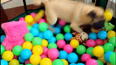 Pugs jugando con pelotas de colores