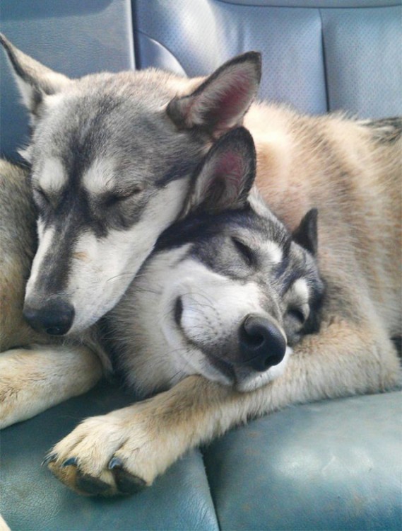 Huskies abrazado en la parte posterior de un carro