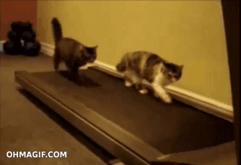 GATITOS EN LA CAMINADORA