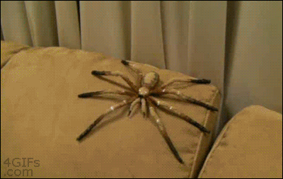 broma araña que baja de la cortina