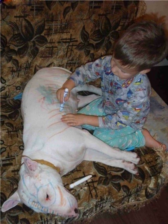 niño pintando rayas a perro cara de mula que esta acostado tranquilo