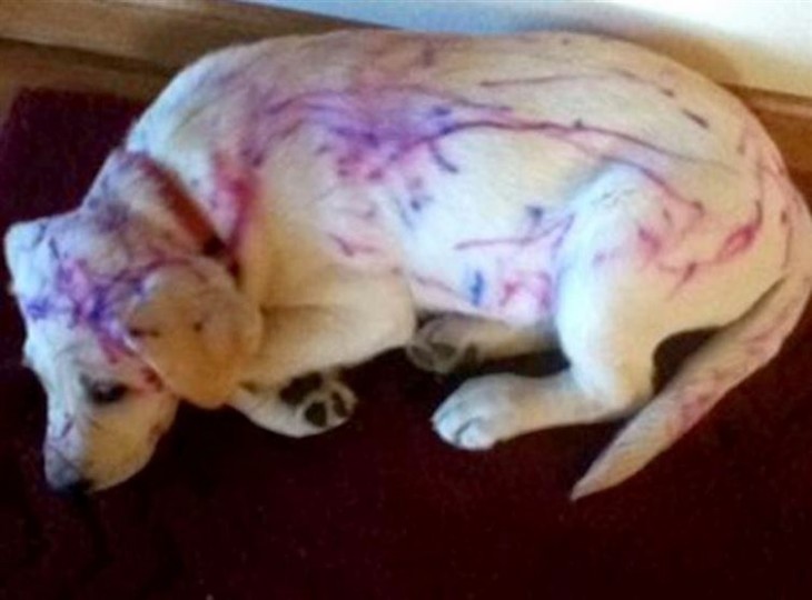 cachorro labrador pintado por un niño con varios colores de marcador